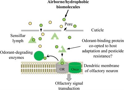 Roles of insect odorant binding proteins in communication and xenobiotic adaptation